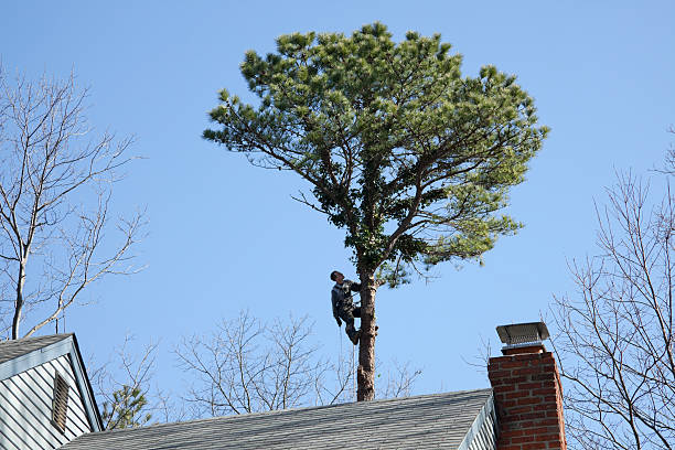 Best Tree Mulching  in Woodburn, VA